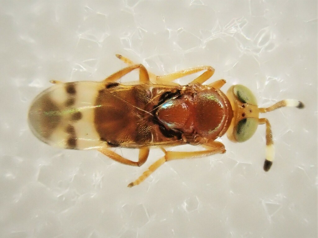 Microterys tricoloricornis