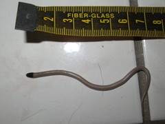 Tantilla hobartsmithi