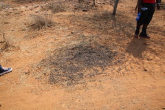 Aepyceros melampus melampus