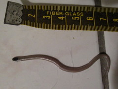 Tantilla hobartsmithi