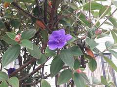 Andesanthus lepidotus