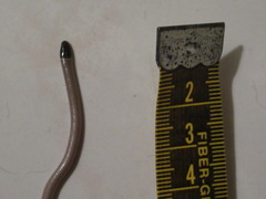 Tantilla hobartsmithi