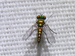 Condylostylus caudatus