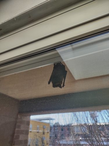 Big Brown Bat photographed in Connecticut