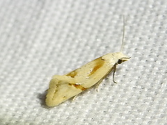 Aethes seriatana