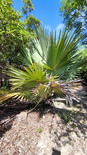 Latania loddigesii, photograph 5