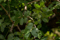 Image of Commiphora edulis