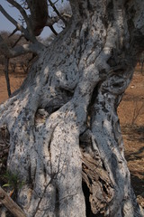 Ficus salicifolia