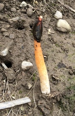 Phallus rubicundus