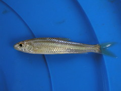 Squalidus japonicus coreanus