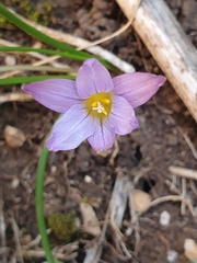 Romulea bulbocodium image