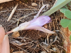 Romulea bulbocodium image