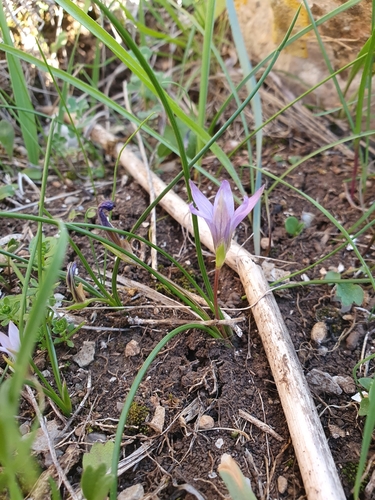 Romulea bulbocodium image