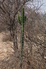 Euphorbia ingens