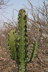 Euphorbia ingens