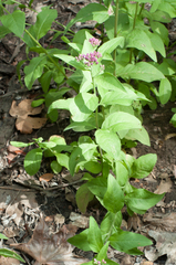 Pluchea odorata odorata