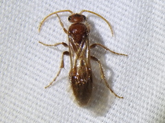 Sphaeropthalma