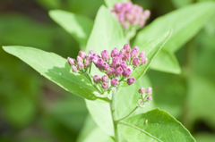 Pluchea odorata odorata