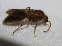 Sphaeropthalma