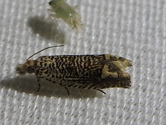 Eucosma argutipunctana
