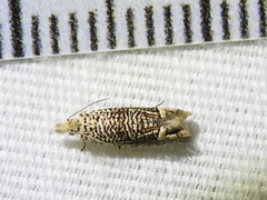 Eucosma argutipunctana