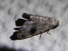 Abablemma brimleyana