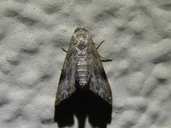 Abablemma brimleyana