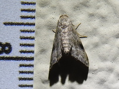 Abablemma brimleyana