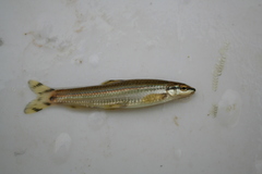 Coreoleuciscus splendidus
