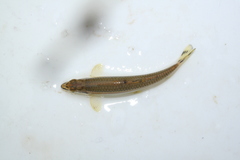 Coreoleuciscus splendidus