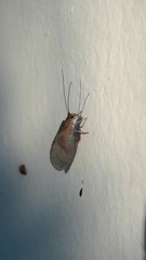 Nusalala tessellata