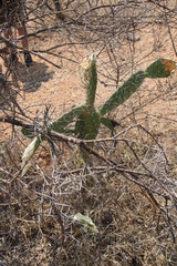 Opuntia ficus-indica