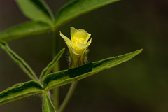 Hibiscus sidiformis image