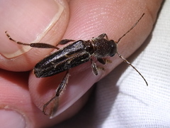 Xylotrechus sagittatus
