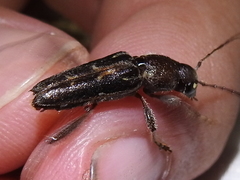 Xylotrechus sagittatus