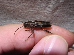 Xylotrechus sagittatus