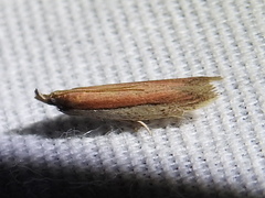 Tampa dimediatella