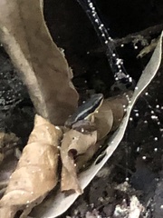 Silverstoneia flotator image