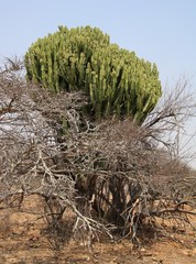 Euphorbia ingens
