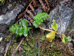 Gingidia montana