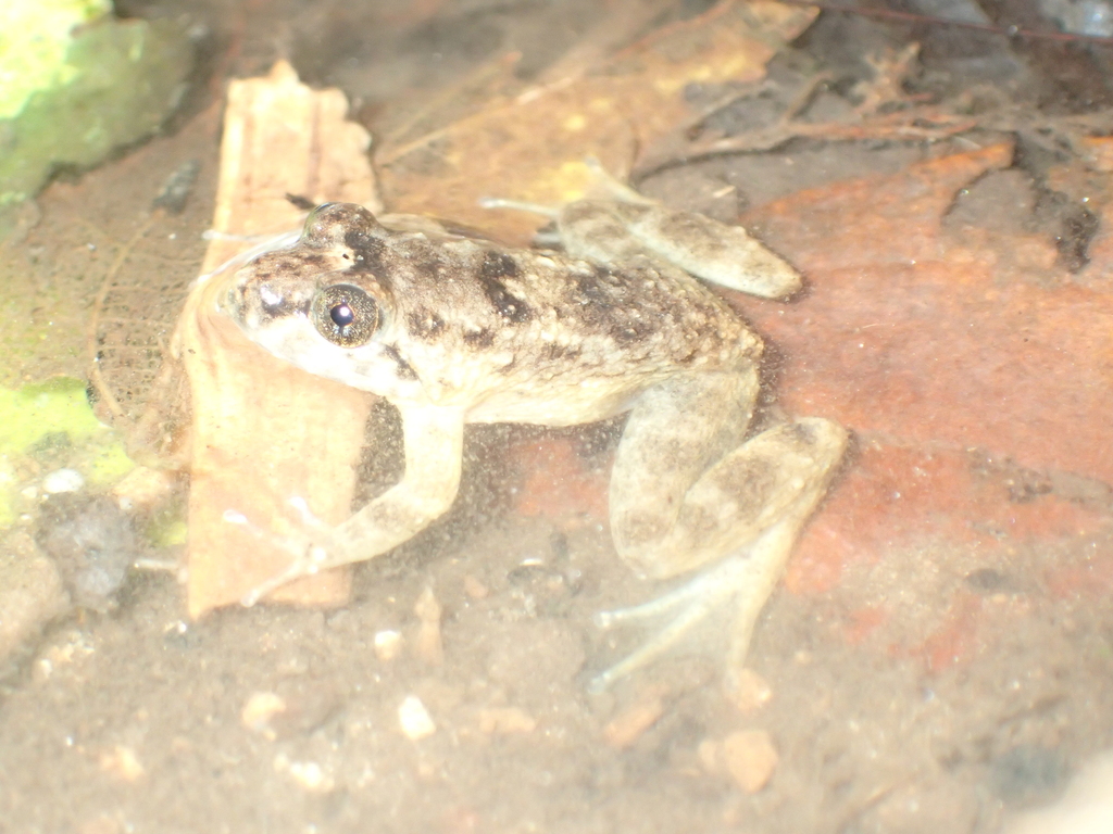 Broad-headed Frog (Limnonectes khasianus)