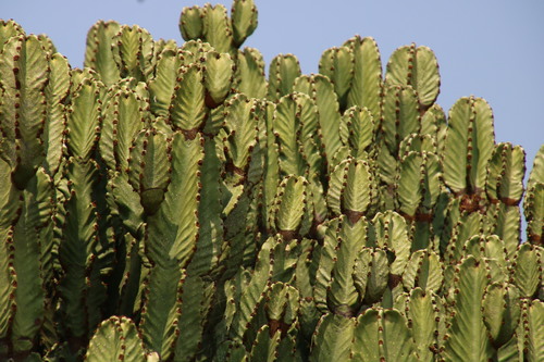 Common Tree Euphorbia