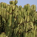 Euphorbia ingens - Photo (c) Tony Rebelo,  זכויות יוצרים חלקיות (CC BY-SA), uploaded by Tony Rebelo