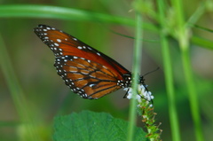 Danaus eresimus montezuma