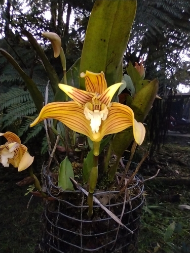 Maxillaria striata, photograph 4