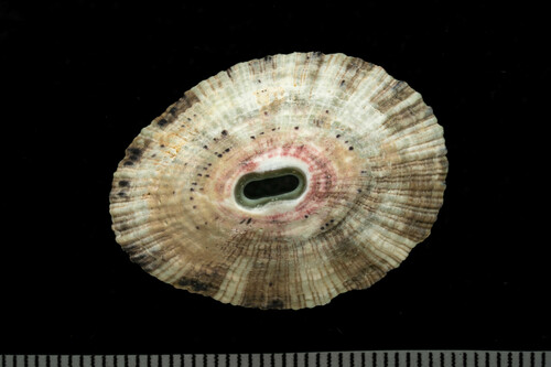 Fissurella virescens