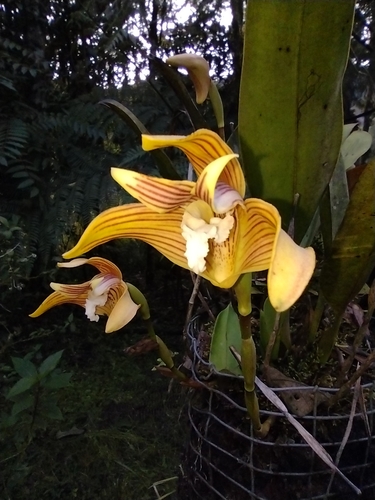 Maxillaria striata, photograph 5