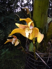 Maxillaria striata, photograph (c) David Parra Puente, some rights reserved (CC BY)