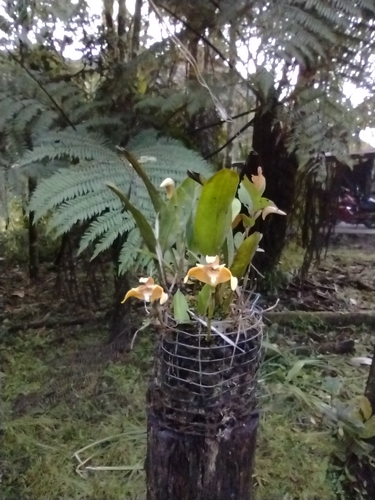 Maxillaria striata, photograph 6