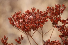 Kalanchoe paniculata